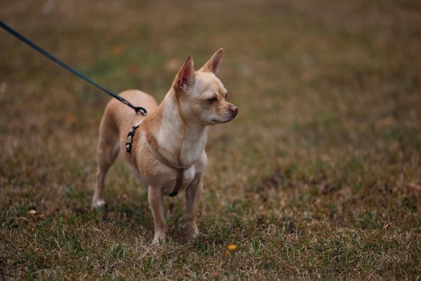 How Can Small Touches Transform Your UK Home Interior?